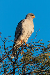 Autour chanteur, .Melierax canorus, Pale Chanting Goshawk