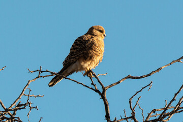 Crécerelle aux yeux blancs,.Falco rupicoloides, Greater Kestrel