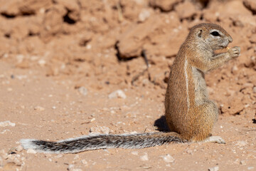 Ecureuil de terre du Cap, Xerus inauris, Désert du Kalahari, Afrique du Sud