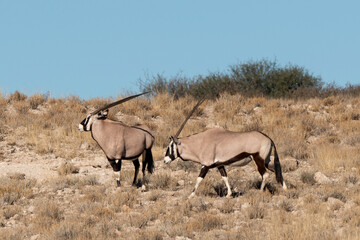 oryx gazelle, gemsbok, Oryx gazella, Parc national Kalahari, Afrique du Sud