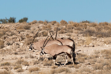 oryx gazelle, gemsbok, Oryx gazella, Parc national Kalahari, Afrique du Sud