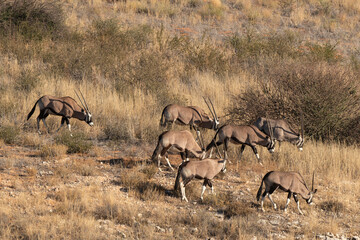 oryx gazelle, gemsbok, Oryx gazella, Parc national Kalahari, Afrique du Sud