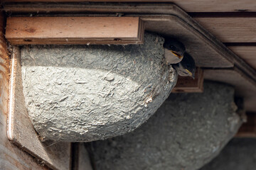 Hirondelle de fenêtre, nid,.Delichon urbicum, Common House Martin