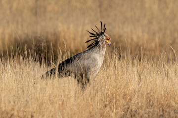Messager sagittaire, serpentaire, Sagittarius serpentarius, Afrique