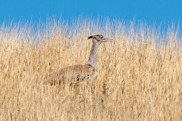 Outarde kori, Ardeotis kori, Kori Bustard, Afrique du Sud