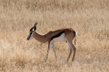 Springbok, Antidorcas marsupialis, Afrique du Sud