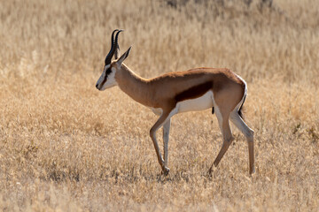 Springbok, Antidorcas marsupialis, Afrique du Sud
