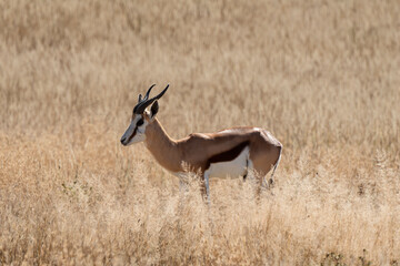 Springbok, Antidorcas marsupialis, Afrique du Sud