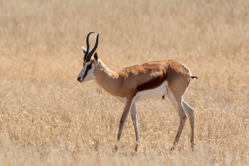 Springbok, Antidorcas marsupialis, Afrique du Sud