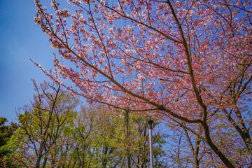 東京都大田区の桜
