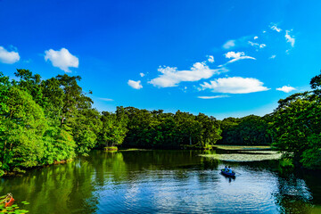 Fototapeta premium 大沼国定公園の夏