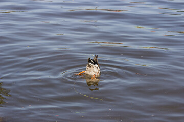 Mallard duck diving underwater in search of food in the lake or river blue water. Duck swims with...