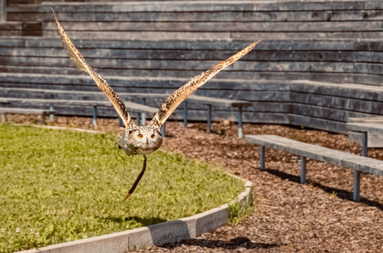 Bobo bubo, eagle owl, in flight on a sunny summer day
