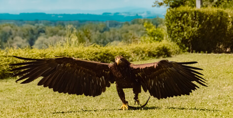 Haliaeetus albicilla, tailed white eagle, running on a lawn on a sunny summer day