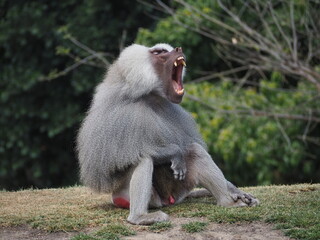 screaming baboon