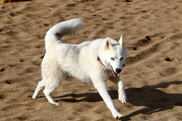 Obraz premium Dog on a walk in a city park in Israel.