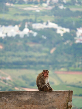 Selective focus on monkey, this photo has taken from Nandi hills in India 