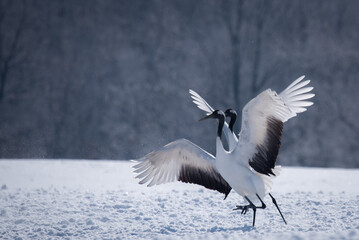 タンチョウのダンス　Red-crowned crane