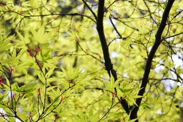 The light green leaves of Japanese maple trees that are blooming at the beginning of spring.