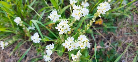 White wildflowers in the grass. Close-up of flowering grass.