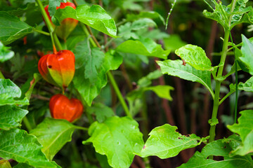 都会の家庭菜園の畑で栽培されたオレンジのホオズキ・鬼灯と葉（東京都練馬区）