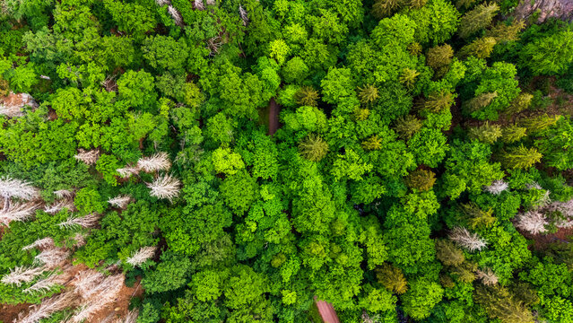 Weg im Wald von Oben Dronen Perspektive Vogelperspektive Luft ,Stra&szlig;e im Wald,Wald weg 