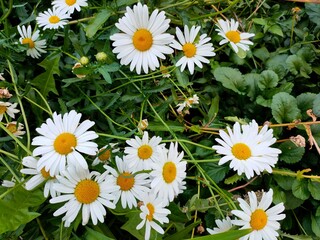 Fototapeta premium White daisies in the garden. Abstract floral background.