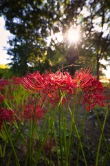 お彼岸時期の9月、寂しげに咲く綺麗な彼岸花