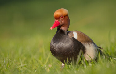 Red-crested pochard - male bird at a small pond in spring