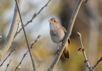 The thrush nightingale - male bird at the wet fields in spring