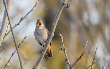 The thrush nightingale - male bird at the wet fields in spring