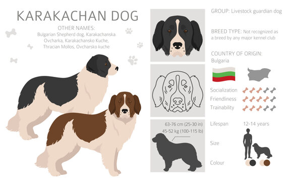 Karakachan dog clipart. Different coat colors set