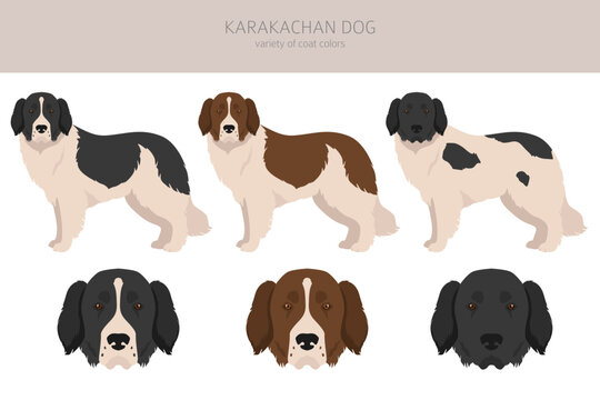 Karakachan dog clipart. Different coat colors set