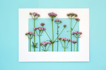 Pink valerian herb flower plant background frame. Flowers can be used to make perfume. Minimal border nature study composition. On pastel blue background. Valeriana officinalis.