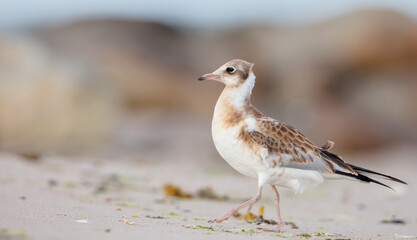 Black-headed Gull - juvenile bird on a sea cost 