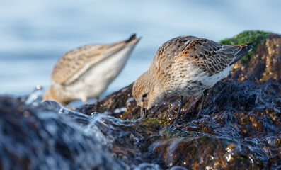 Dunlin - young bird at a seashore on the autumn migration way