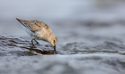 Dunlin - young bird at a seashore on the autumn migration way