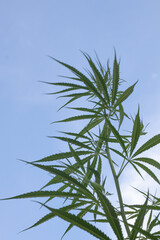 cannabis leaf on sky background