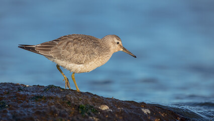 Red Knot - Calidris canutus - on the autumn migration way at a seashore