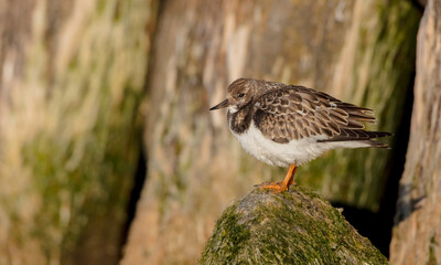Ruddy Turnstone -  at the sea shore on autumn migration way