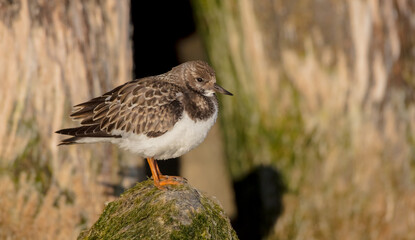 Ruddy Turnstone -  at the sea shore on autumn migration way