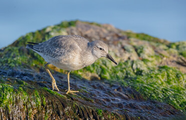 Red Knot - Calidris canutus - on the autumn migration way at a seashore