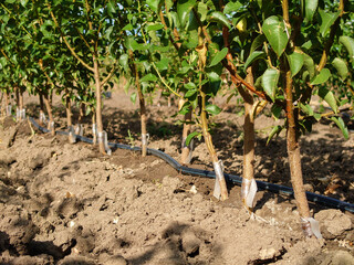 fruit tree seedlings with scion buds and capillary irrigation 