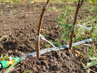 fruit tree seedlings with scion buds and capillary irrigation 