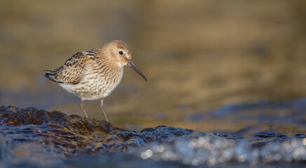 Dunlin - young bird at a seashore on the autumn migration way