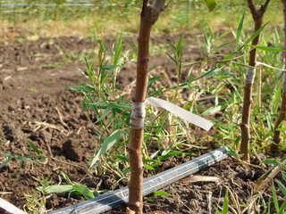 fruit tree seedlings with scion buds and capillary irrigation 