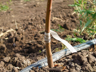 fruit tree seedlings with scion buds and capillary irrigation 