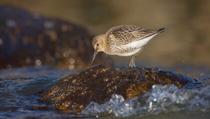 Dunlin - young bird at a seashore on the autumn migration way