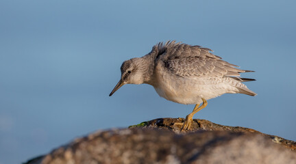 Red Knot - on the autumn migration way at a seashore