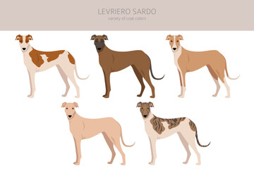Levriero Sardo clipart. Different coat colors set